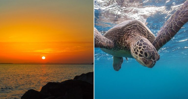The World’s Oceans Are Now Hotter Than Any Point In Human History