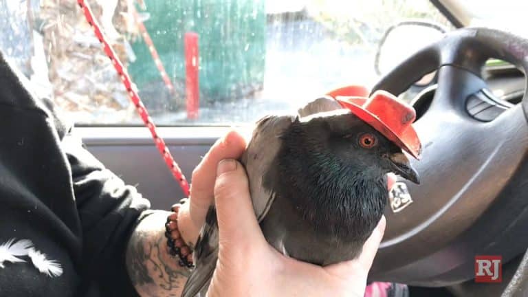 One Of The Pigeons With A Cowboy Hat Glued To His Head Found In Las Vegas Has Died