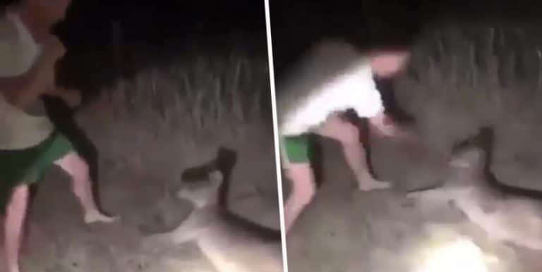 A Video Has Been Released Showing A Man Repeatedly Punching A Kangaroo In The Face