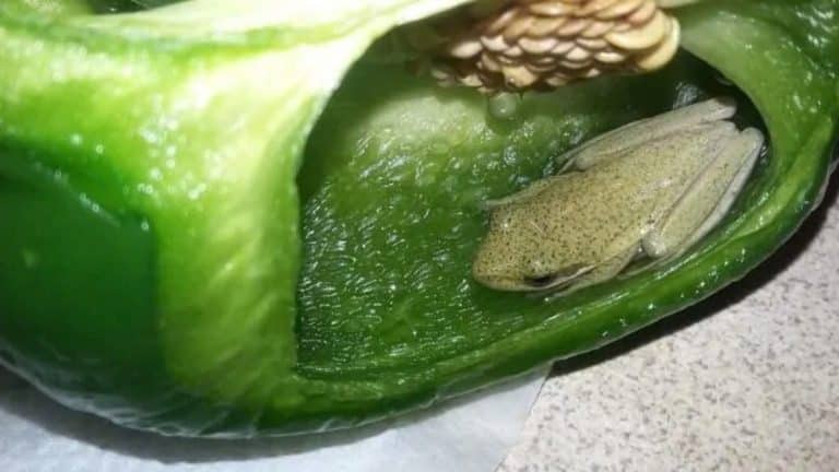 A Canadian Couple Found A Live Frog Living Inside A Green Pepper