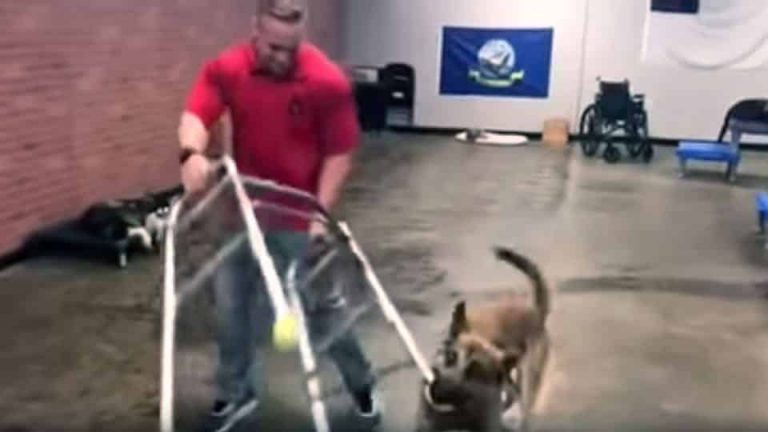 Watch This Dog Fail Every Single Service Dog Test Thrown At Him (VIDEO)