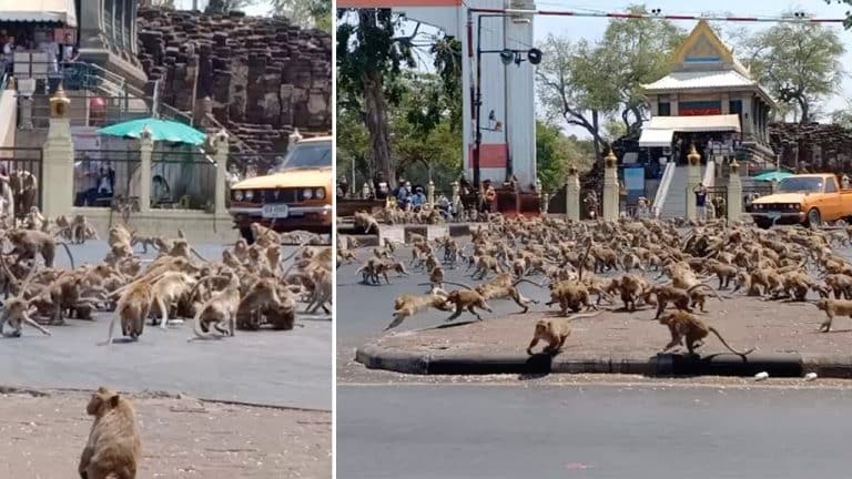 Coronavirus Has Sparked A Monkey Gang War In Thailand After Tourists Stop Feeding Them