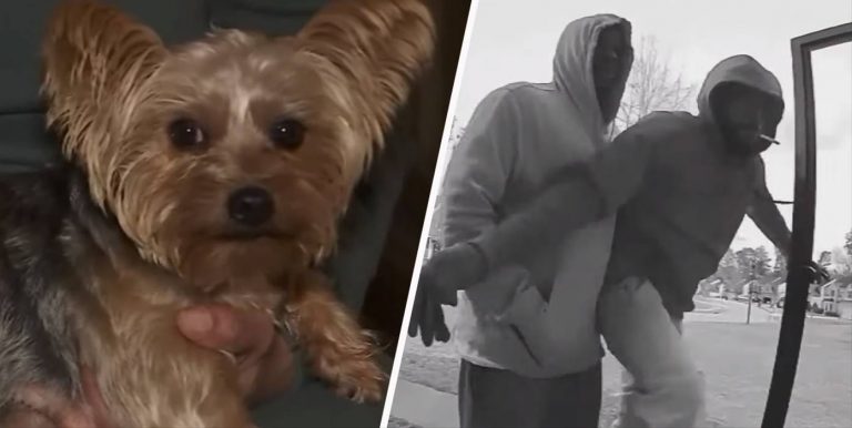 This Very Good Girl Saved Family From Home Invasion After Being Shot Twice By Burglars