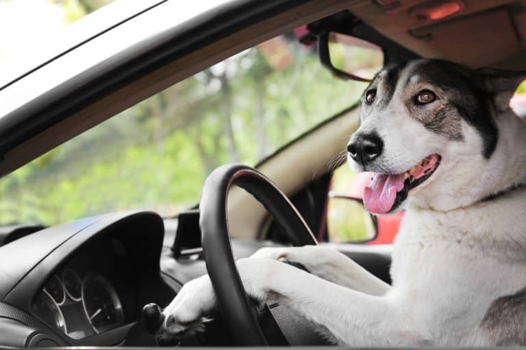 Man Leads Police On High-Speed Chase While Trying To Teach His Dog How To Drive