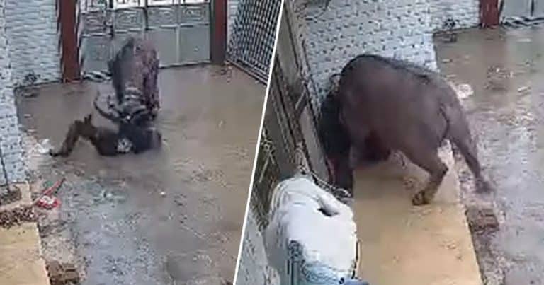 Bull Escapes Slaughterhouse And Gores Owner Three Times (VIDEO)