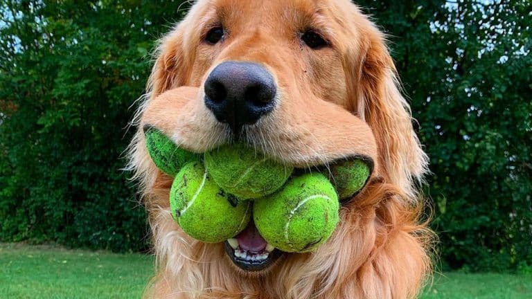 Here’s A Video Of A Dog That Can Fit Six Tennis Balls In His Mouth