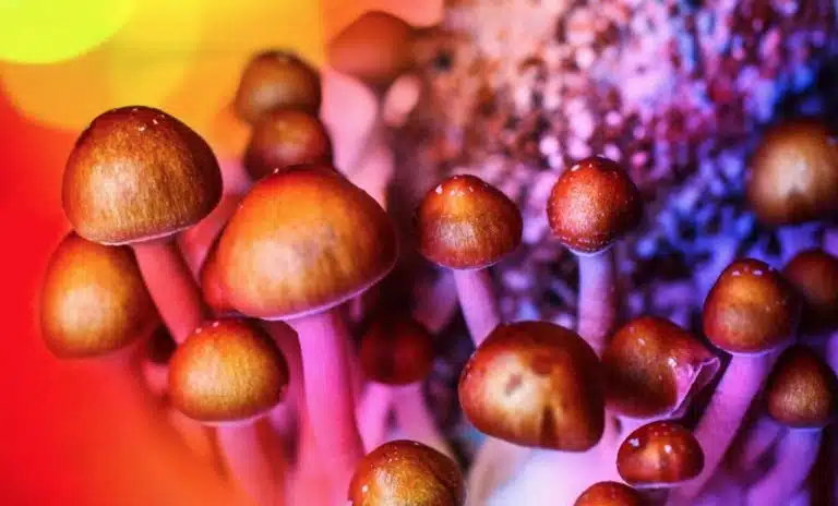 Why Buy Magic Mushrooms Online In Canada