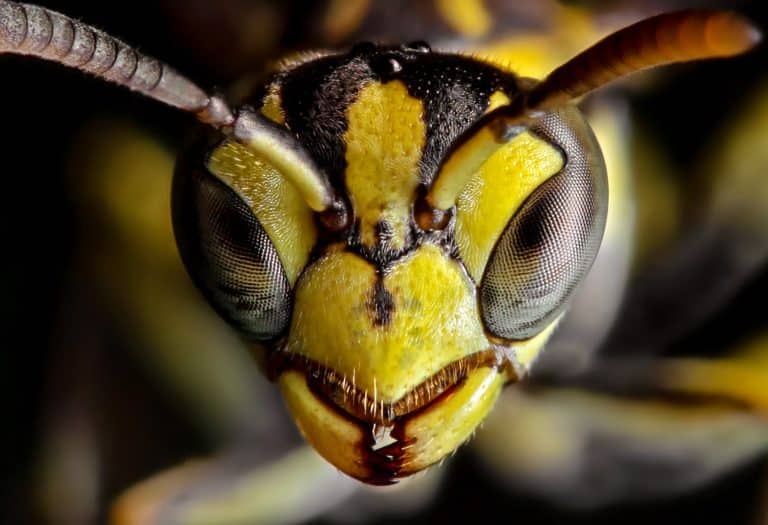 Watch This Lunatic Get Stung By A Japanese Murder Hornet And Go Absolutely Mental