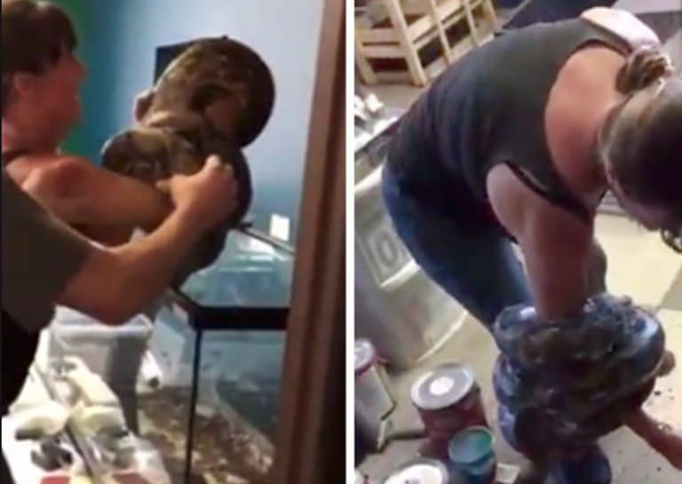 Watch This Huge Pet Python Attack Its Owner And Almost Escape