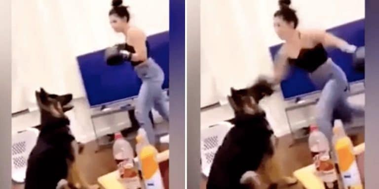 Video Of Woman Punching Her Dog With Boxing Gloves On Goes Viral