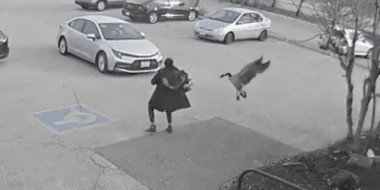 Woman In Dartmouth Attacked By Goose Which Flies All The Way Into Her Car (VIDEO)