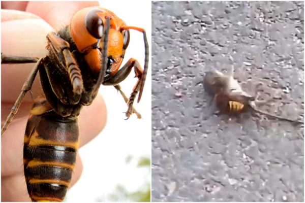 Insane Video Of A Murder Hornet Brutalising A Mouse For A Whole Minute