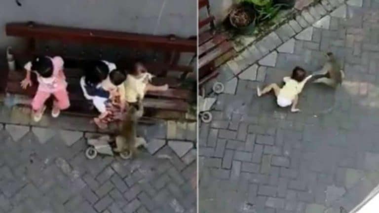 Unreal Footage Of A Monkey Riding A Bike Attempting To Kidnap A Little Girl (VIDEO)