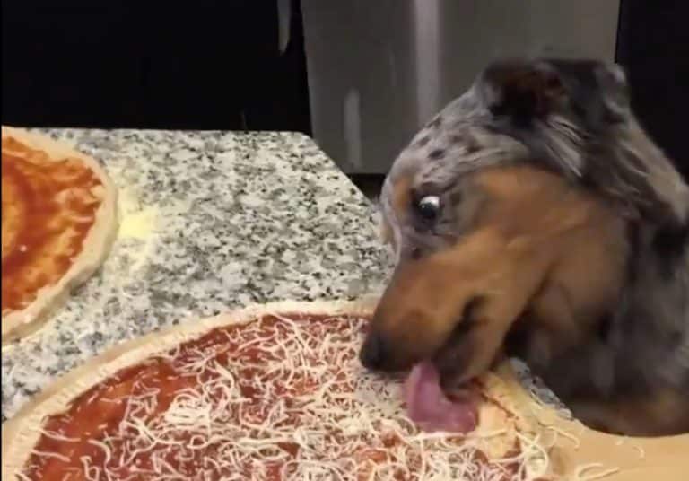People Are Disgusted By Viral Clip Of Dog Licking Its Owner’s Homemade Pizza