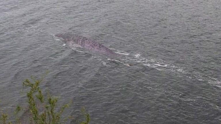 Someone Has Captured The Clearest Image Of The Loch Ness Monster Yet