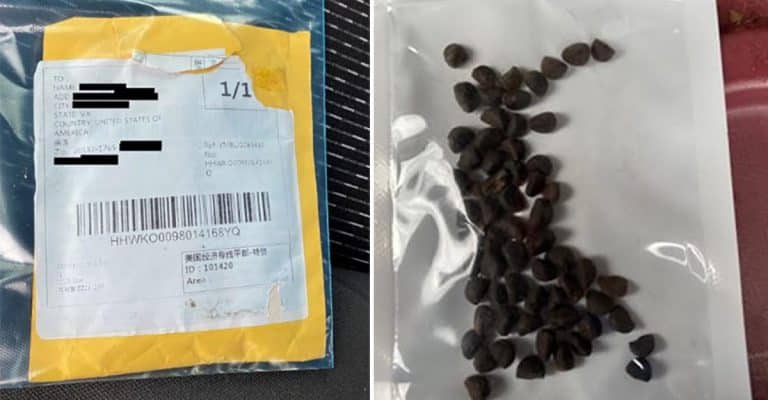 People Are Receiving Bags Of Mystery Seeds From China & No One Knows WTF Is Going On