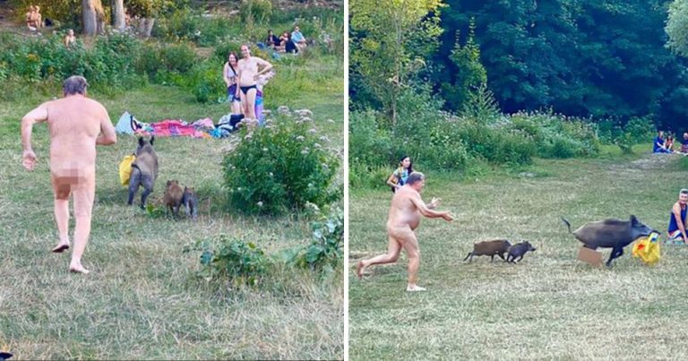 A Naked Sunbather Chased After A Wild Boar When It Stole His Laptop