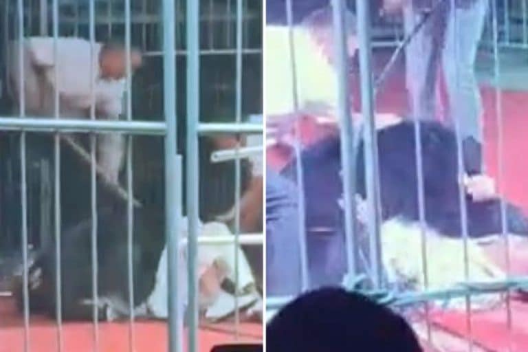 Watch A Bear Maul A Circus Trainer In Front Of A Live Audience