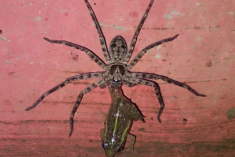 Watch This Horrific Video Of A Huntsman Spider Dragging A Frog To Its Death