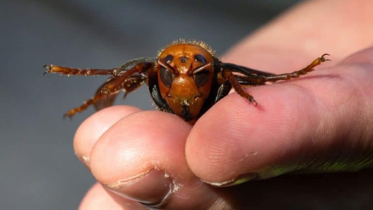 Remember Murder Hornets? Apparently They’re About To Enter Their ‘Slaughter Phase’