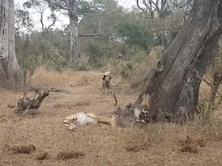 Unreal Video Of Wild Dogs Stealing An Impala From A Leopard, Only To Be Hijacked By A Crew Of Hyenas