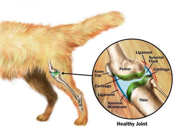 What You Need To Know About Hip And Joint Health For Dogs Sick Chirpse why-cant-my-dog-walk-on-his-back-legs