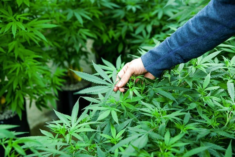 Why Hemp Legalization Should Be Taken Seriously