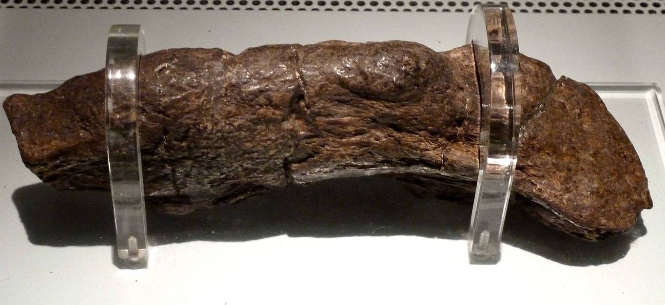 The Longest Known Human Turd Is 20cm Long And Dates Back To A 9th
