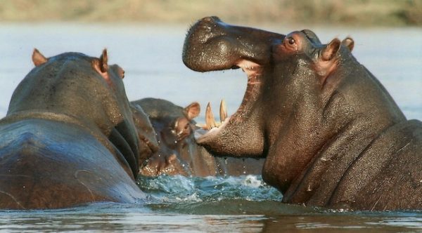 Watch These Hippos Chasing Humans In A Speed Boat And Prepare To Be