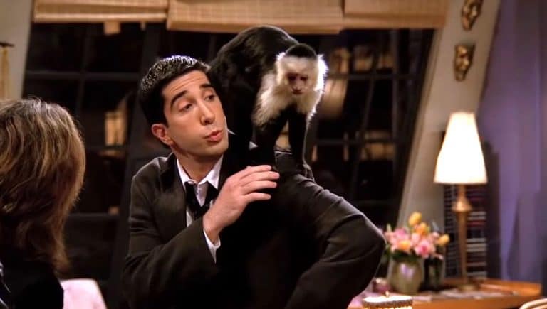 David Schwimmer Has Been Completely Ripped By Marcel’s Monkey Trainer In Bizarre Rant