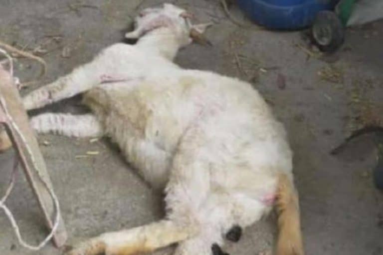A Half Naked Man Was Caught Raping A Goat To Death By Its Horrified Owner