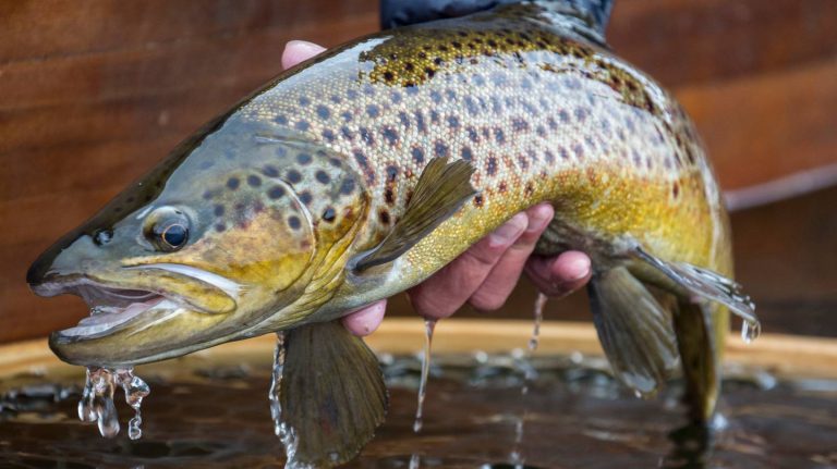Study Claims That Methamphetamine In The Water Is Turning Fish Into Drug Addicts