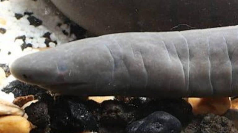 South American ‘Penis Snakes’ Have Now Been Discovered In Florida