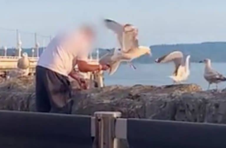 Watch This Man Throttle A Seagull For Stealing His Donuts