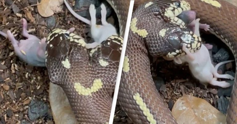 Watch This Two Headed Snake Devour Two Rats At The Same Time
