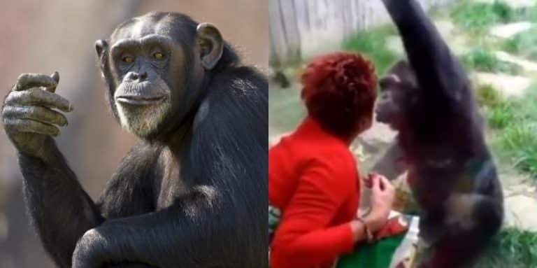 Woman Who Had ‘Affair’ With Chimpanzee At Zoo Asked To ‘Change Behaviour’