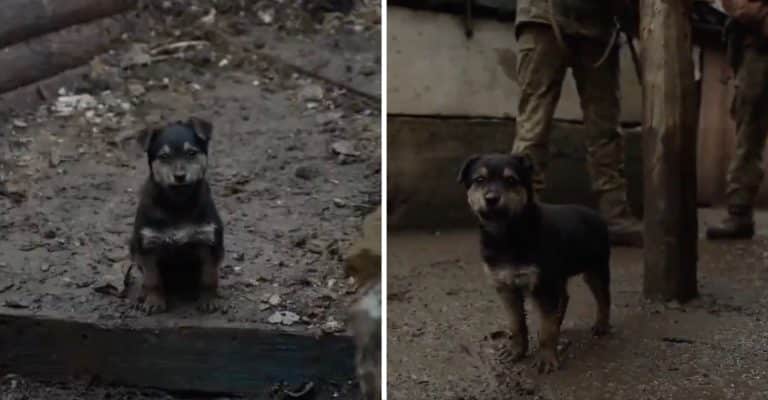 Ukrainian Soldiers Take Freezing Puppy Into Their Post Who Now Acts As Security