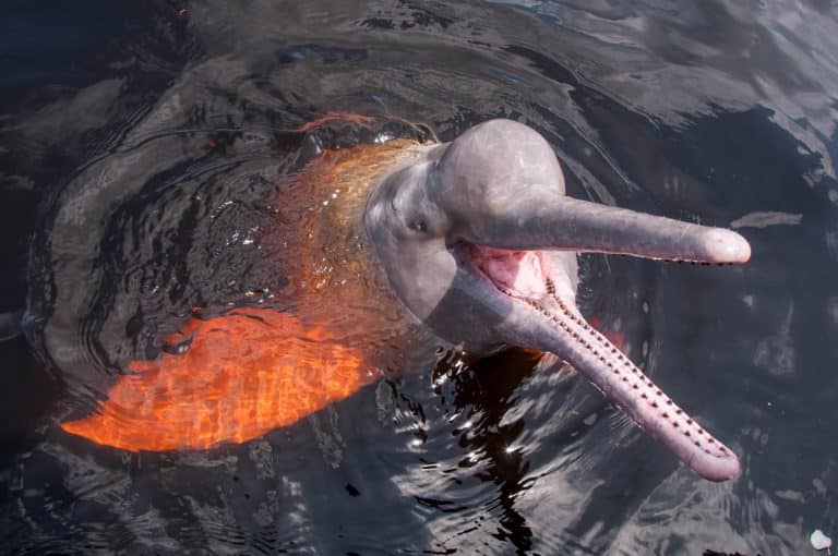 Bizarre Photograph Shows A Couple Of Dolphins Sexually Assaulting An Anaconda