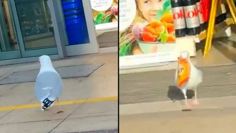 This Seagull Has Stolen Over £300 Worth Of Food From His Local Tescos