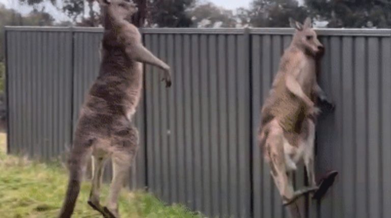 Watch These Two Kangaroos Fight Each Other In A Brutal Deathmatch