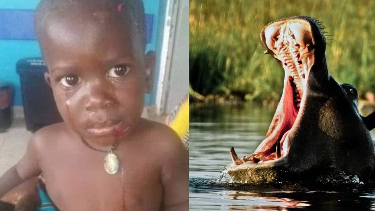 A Hippo Swallowed A Two Year Old Boy Alive And Then Spat Him Out