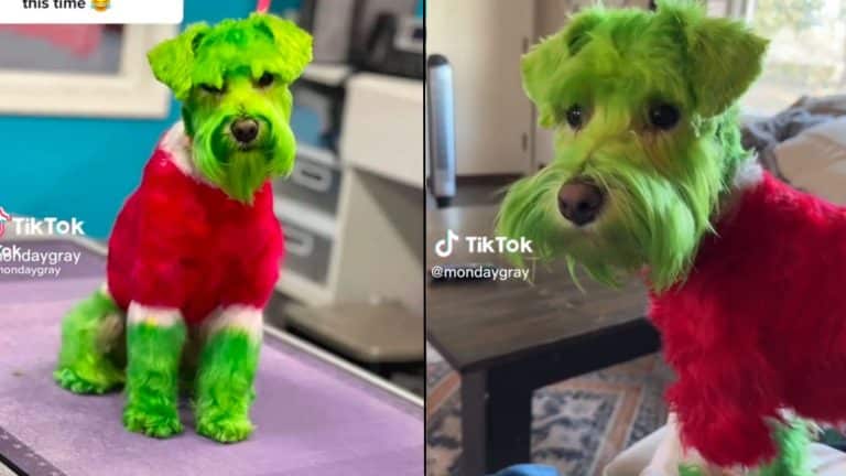 Woman Who Dyed Her Dog Red And Green Like The Grinch Accused Of Animal Abuse