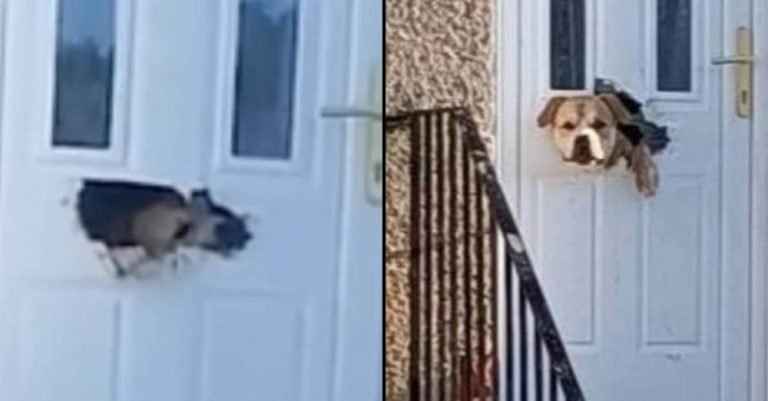 Dog Goes Viral After Chewing Through A Letter Box And Poking Head Through Door