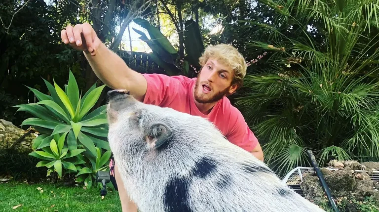 Logan Paul’s Pig Pearl Found Injured And Abandoned In Field Next To A Dead Pig