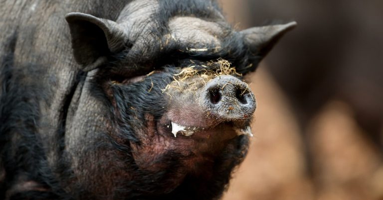 Scientist Says 45 Pound Super Pigs Are The Biggest Threat To Humanity