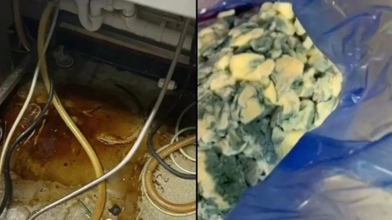 Shocking Footage Filmed Inisde Wetherspoons Kitchen Shows Mouldy Food And Filthy Microwaves