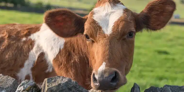 Urinating Man Killed By Flying Cow After Train Launches It 100 Feet Into Him