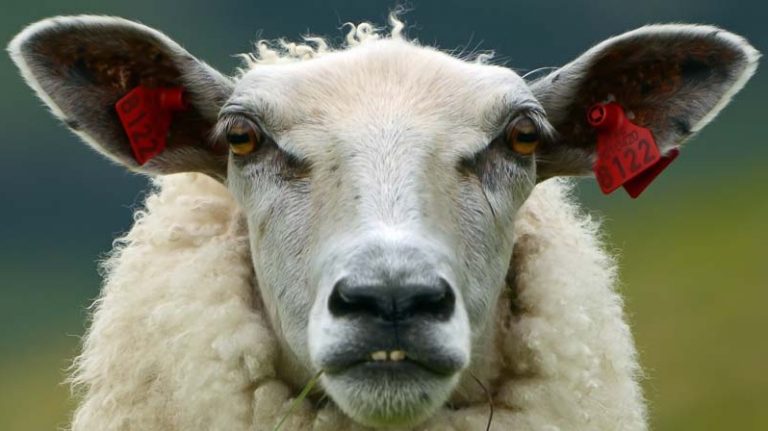 Hooligan Sheep Are Terrorising A Village By Pooing All Over The Street
