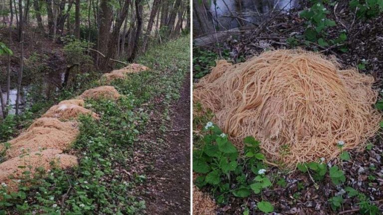 Someone Dumped 500LBS Of Cooked Spaghetti In The Woods