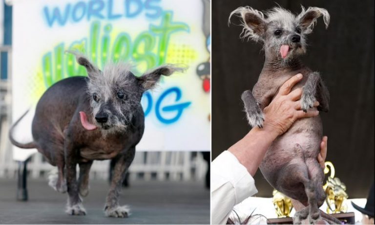 The 2023 World’s Ugliest Dog Has Been Crowned And They Picked A Worthy Winner